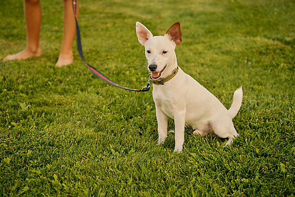 포토 JPG 해외이미지 주간 한마리 반려견 발 잔디 야외 신체부위 반려동물 산책 강아지 잭러셀테리어 해외포토 자연요소 식물 동물 1 휴식 사람 개 테리어 파일형식 이미지허브