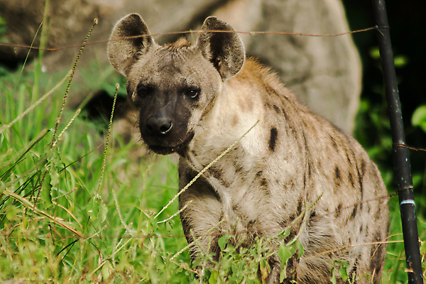 포토 JPG 해외이미지 동물 응시 얼굴 야생동물 새끼 2 포유류 아프리카 자연 엄마 생물 동물원 사람없음 머리 힘 사막 아기 잡기 점 개 보호 결합 위험 사파리 택시 육식동물 갈기 사냥꾼 케냐 동쪽 남쪽 몸단장 남아프리카 생태학 전국 칼라하리 못생김 해외포토 직업 시선 교육 나라 컨셉 가족 모션 승용차 자동차 사람 신체부위 방향 생태계 파일형식 이미지허브