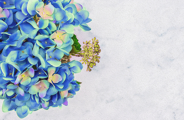 포토 JPG 해외이미지 열매 꽃잎 꽃 줄기 결혼 백그라운드 잎 꽃무늬 텍스트 발렌타인데이 미술 사람없음 초록색 파란색 뷰티 우주 페인트 공백 활발 회색 낭만 벚꽃 흰색 플랫 우아함 정상 그늘 그림 복고 캔버스 초대 대리석 머리위 위치 구성 스타일 해외포토 식물 컬러 컨셉 무늬 재료 데이이벤트 문화예술 이벤트 파일형식 이미지허브