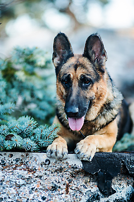 포토 JPG 해외이미지 동물 공원 행복 포즈 백그라운드 밭 공 포유류 모션 자연 놀이 털 건강 잔디 초원 사람없음 야외 빨간색 초록색 여름 반려동물 장난감 달리기 갈색 봄 우정 흰색 개 강아지 작음 송곳니 기르기 복종 유래 충실 해외포토 식물 계절 공공시설 감정 컬러 농업 친구 치아 크기 생태계 돌봄 파일형식 이미지허브