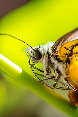 포토 JPG 해외이미지 식물 동물 야생동물 나비 곤충 백그라운드 잎 패턴 날개 오렌지 자연 벽지 갈매기 휴식 안테나 사람없음 빨간색 초록색 여름 빛 컬러풀 뷰티 노란색 환경 정원 검은색 벚꽃 흰색 벌레 숲 묘사 오브젝트 싱글 생물학 고립 동물상 전국 해외포토 계절 교육 꽃 컬러 컨셉 무늬 과일 통신 조류 조형물 생태계 파일형식 이미지허브