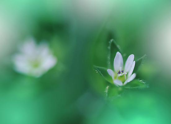 포토 JPG 해외이미지 식물 디자인 배너 꽃 백그라운드 꽃무늬 자연 벽지 추상 휴가 새로움 기념 사랑 미술 사람없음 장식 여름 컬러풀 뷰티 봄 낭만 덮개 벚꽃 물방울 축하 인사 신용카드 메뉴 데이지 캔버스 초대 파스텔톤 국경 해외포토 계절 감정 컬러 컨셉 무늬 문화예술 금융 뚜껑 예절 생태계 파일형식 이미지허브