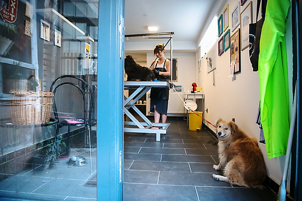 포토 JPG 해외이미지 전신 응시 여자 반려견 두마리 실내 한명 서기 성인 앞모습 귀여움 앞치마 기다림 강아지 목줄 애견미용 애견미용사 성인여자한명만 해외포토 1 시선 뷰포인트 컨셉 2 모션 사람 내부 반려동물 뷰티 개 미용사 여자한명만 성인여자만 파일형식 반려용품 이미지허브