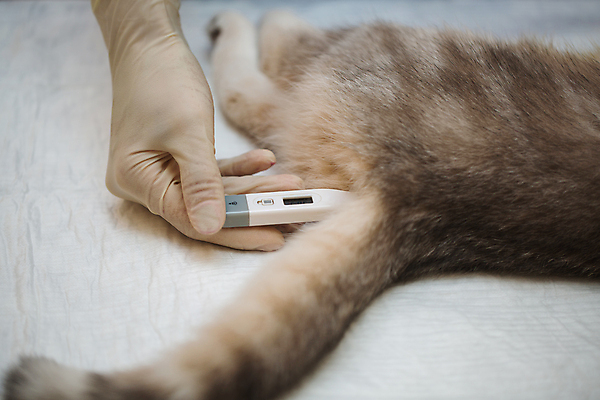 포토 JPG 해외이미지 한마리 손 실내 들기 신체부위 고양이 온도계 체온계 검사_조사 동물병원 체온측정 해외포토 1 포유류 모션 병원 사람 내부 반려동물 측정 파일형식 이미지허브