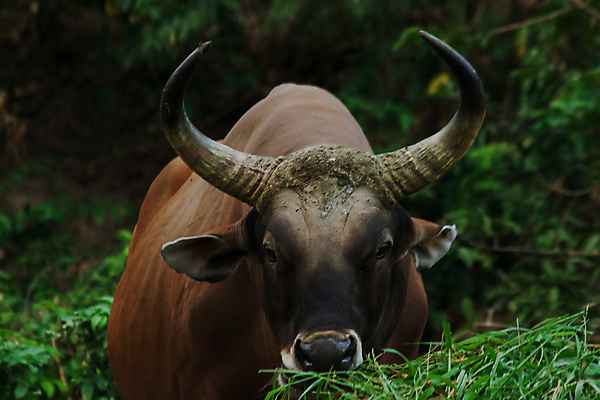 포토 JPG 해외이미지 동물 여자 남자 야생동물 포유류 가족 자연 초식동물 뿔 동물원 종류 서기 사람없음 야외 초록색 뷰티 농경지 검은색 가축 목장 그룹 소 원주민 큼 황소 발리 인도네시아 멸종 송아지 기르기 밭일 수유 초식 해외포토 아시아 새끼 컬러 섬 관계 모션 사람 농장 아프리카인 크기 생태계 돌봄 파일형식 이미지허브