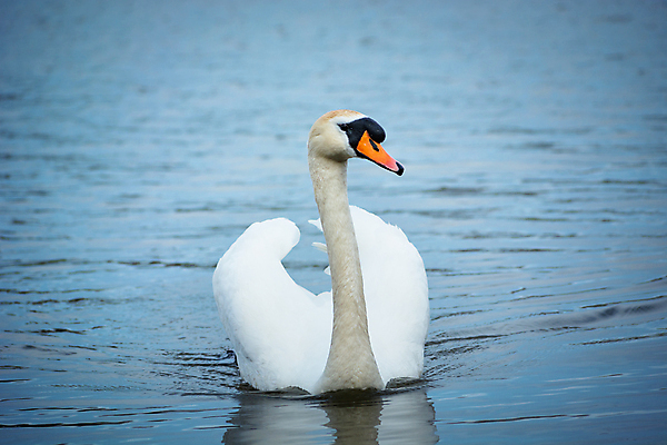 포토 JPG 해외이미지 동물 1 호수 야생동물 백그라운드 날개 자연 조류 사랑 성인 사람없음 야외 물 파란색 강 뷰티 수영 봄 흰색 연못 우아함 심볼 깃털 싱글 부리 백조 물새 단아함 벙어리 해외포토 자연요소 계절 감정 컬러 컨셉 사람 수상스포츠 생태계 파일형식 이미지허브
