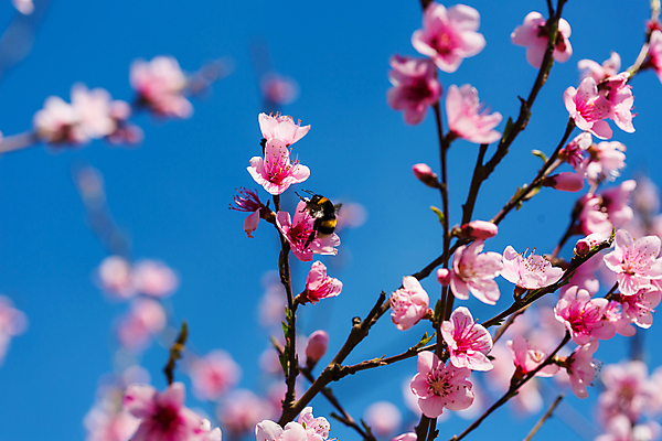 포토 JPG 해외이미지 주간 봄꽃 자연 사람없음 야외 아웃포커스 봄 벚꽃 꿀벌 해외포토 자연요소 계절 꽃 촬영기법 벌_곤충 생태계 파일형식 이미지허브