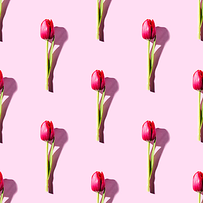 포토 JPG 해외이미지 분홍색 백그라운드 패턴 그림자 사람없음 튤립 패턴백그라운드 해외포토 꽃 컬러 무늬 파일형식 이미지허브
