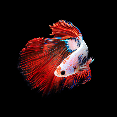 포토 JPG 해외이미지 한마리 검은배경 어류 사람없음 빨간색 베타 해외포토 1 컬러 백그라운드 검은색 수중동물 파일형식 이미지허브