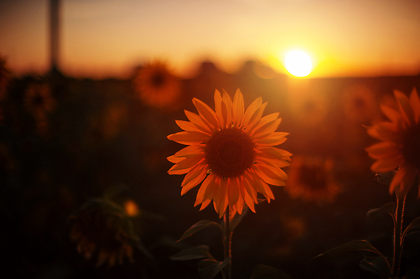 포토 JPG 해외이미지 주간 해바라기 사람없음 야외 아웃포커스 태양 노을 빛망울 해외포토 자연요소 꽃 촬영기법 빛 파일형식 이미지허브