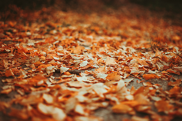 포토 JPG 해외이미지 낙엽 잎 사람없음 아웃포커스 소프트포커스 비네팅 해외포토 식물 촬영기법 파일형식 이미지허브