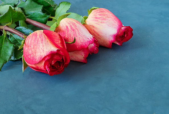 포토 JPG 해외이미지 스튜디오촬영 꽃 분홍색 근접촬영 사람없음 장미 청록색 해외포토 식물 뷰포인트 컬러 실내 파일형식 이미지허브