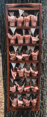 포토 JPG 해외이미지 식물 디자인 꽃 분홍색 꽃다발 백그라운드 컨셉 잎 자연 탁자 휴가 선인장 사랑 사람없음 목재 장식 초록색 파란색 컬러풀 노란색 우주 정원 방 사막 성장 흰색 시골 인사 신선 신용카드 개화 가시 냄비 정상 작음 질감 내추럴 고립 스타일 힙스터 해외포토 나무 패션 감정 컬러 가구 재료 금융 예절 솥 크기 생태계 파일형식 이미지허브