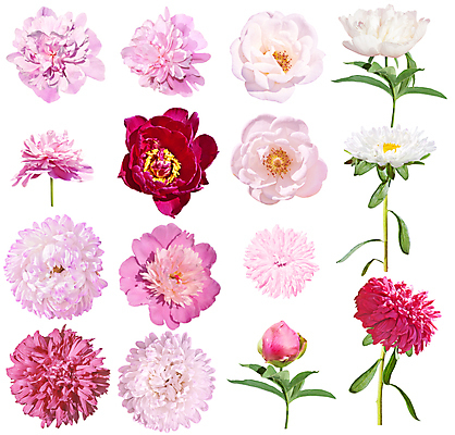 포토 JPG 해외이미지 꽃 분홍색 사람없음 빨간색 세트 뷰티 장미 흰색 흰배경 고립 작약 해외포토 식물 컬러 백그라운드 파일형식 이미지허브