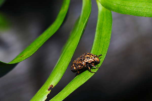 포토 JPG 해외이미지 식물 동물 야생동물 곤충 백그라운드 잎 패턴 신체 과일 자연 안테나 종류 사람없음 야외 가로 초록색 노란색 머리 환경 정원 검은색 사진촬영 난초 해충 벌레 딱정벌레 원예 질감 대리석 내추럴 남아프리카 해외포토 컬러 무늬 재료 통신 아프리카 취미 신체부위 촬영 생태계 파일형식 이미지허브