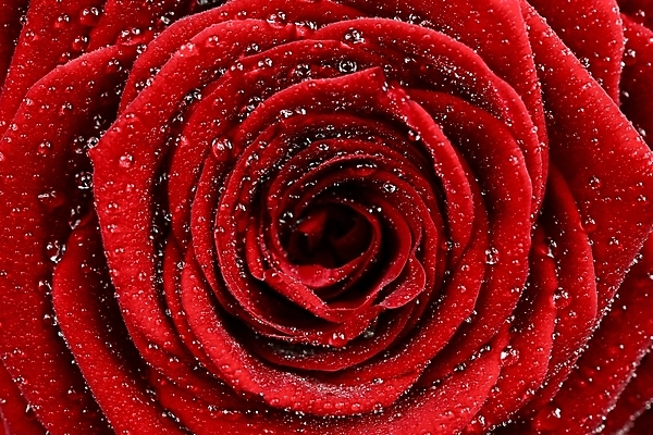 포토 JPG 해외이미지 꽃 백그라운드 자연 근접촬영 사람없음 빨간색 장미 물방울 해외포토 식물 뷰포인트 컬러 생태계 파일형식 이미지허브