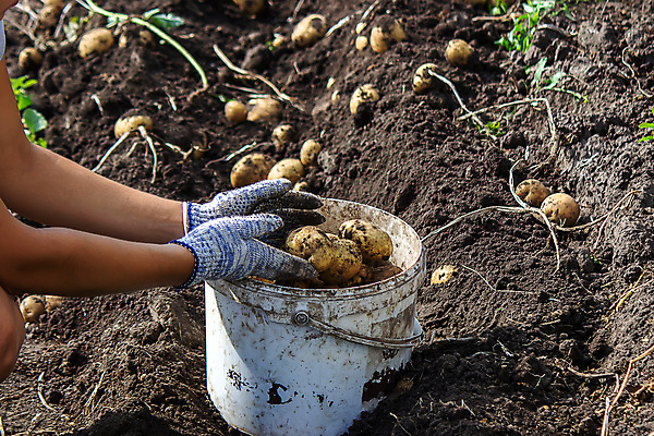 포토 JPG 해외이미지 주간 손 감자 들기 야외 신체부위 농작물 수확 담기 감자밭 플라스틱통 해외포토 자연요소 밭 농업 채소 모션 통 사람 플라스틱 파일형식 이미지허브