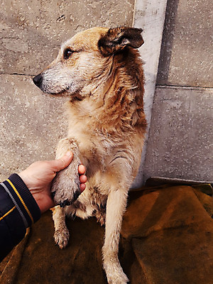 포토 JPG 해외이미지 동물 손 남자 포유류 자연 아침 거리 앉기 사람없음 야외 여름 울타리 반려동물 봄 회색 개 빨간머리 송곳니 기르기 콘크리트 해외포토 주간 헤어스타일 계절 컬러 모션 사람 신체부위 담장 치아 생태계 돌봄 파일형식 이미지허브
