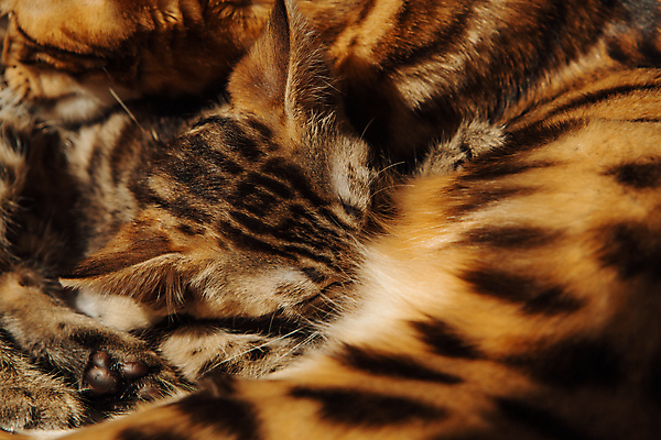 포토 JPG 해외이미지 동물 얼굴 어린이 포유류 엄마 휴식 짧은머리 수염 주택 털 동양인 사람없음 반려동물 노란색 고양이 우유 아기 신생아 점 황금 작음 가슴 먹기 간호 솜털 표범 돌봄 수유 유래 해외포토 헤어스타일 컬러 컨셉 가족 모션 유제품 사람 인종 건물 신체부위 크기 파일형식 이미지허브