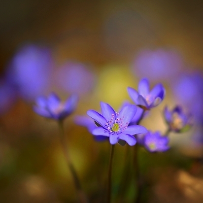 포토 JPG 해외이미지 식물 계절 꽃잎 꽃 백그라운드 잎 꽃무늬 자연 사람없음 야외 초록색 파란색 컬러풀 뷰티 정원 보라색 봄 들꽃 벚꽃 신선 개화 숲 제비꽃 내추럴 노루귀 아네모네 해외포토 컬러 무늬 생태계 파일형식 이미지허브