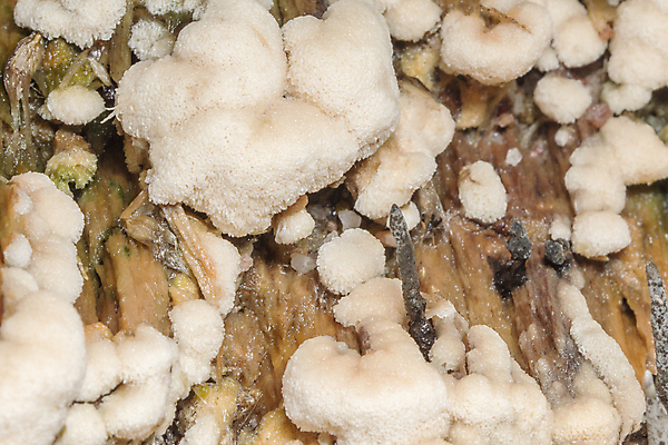 포토 JPG 해외이미지 식물 음식 벽 백그라운드 건조 사람없음 검은색 버섯 촉촉함 흰색 닫기 젤리 곰팡이 이스트 해외포토 컬러 모션 디저트 젖음 파일형식 이미지허브