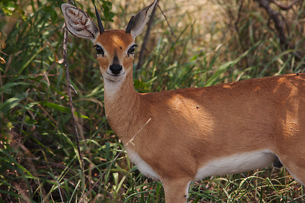 포토 JPG 해외이미지 동물 1 공원 남자 야생동물 여행 포유류 아프리카 자연 초식동물 뿔 사람없음 야외 갈색 환경 사막 게임 황무지 보호 작음 사파리 귀 영양 서식지 남쪽 경보 남아프리카 동물상 보호구역 생태학 전국 초식 혼자 해외포토 공공시설 교육 나라 컬러 컨셉 놀이 사람 신체부위 조형물 크기 방향 생태계 구역 파일형식 이미지허브