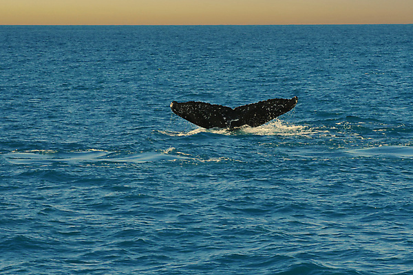 포토 JPG 해외이미지 포유류 사람없음 물 환경 고래 보호구역 해외포토 자연요소 동물 수중동물 구역 파일형식 이미지허브