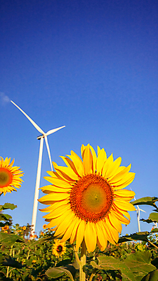 포토 JPG 해외이미지 주간 줄기 잎 하늘 해바라기 사람없음 야외 아웃포커스 풍력에너지 해외포토 자연요소 식물 꽃 촬영기법 그린에너지 파일형식 이미지허브