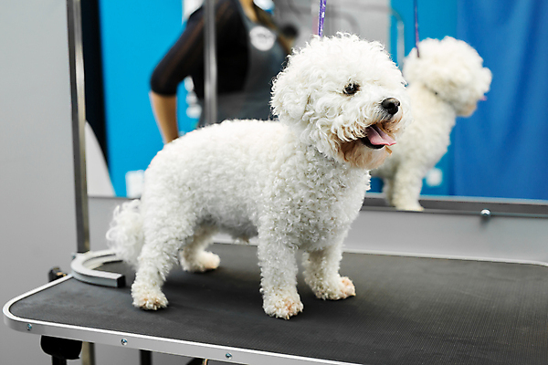 포토 JPG 해외이미지 여자 탁자 한명 상반신 성인 옆모습 반려동물 개 강아지 돌봄 애견미용 성인여자한명만 해외포토 동물 1 뷰포인트 가구 포유류 모션 사람 뷰티 여자한명만 성인여자만 파일형식 이미지허브