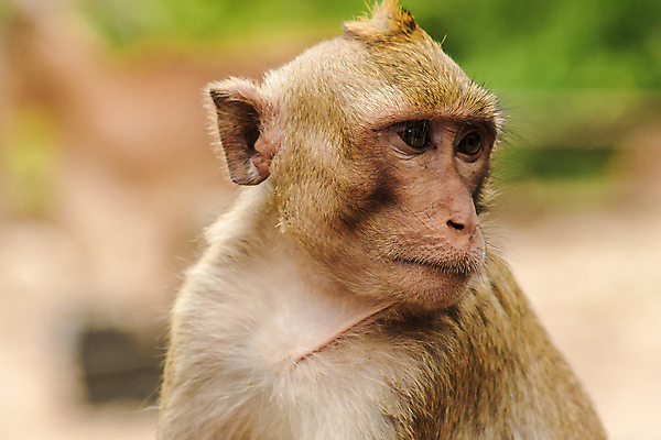포토 JPG 해외이미지 동물 한마리 응시 아시아 얼굴 야생동물 포유류 자연 털 동양인 사람없음 가로 컬러풀 갈색 노란색 머리 회색 나뭇가지 원숭이 숲 사파리 묘사 호기심 꼬리 시력 보케 발리 인도네시아 녹색배경 말레이시아 동물상 방글라데시 삼림지대 인기 해외포토 나무 1 시선 감정 나라 컬러 섬 백그라운드 컨셉 인종 신체부위 초록색 조형물 생태계 남아시아 파일형식 이미지허브