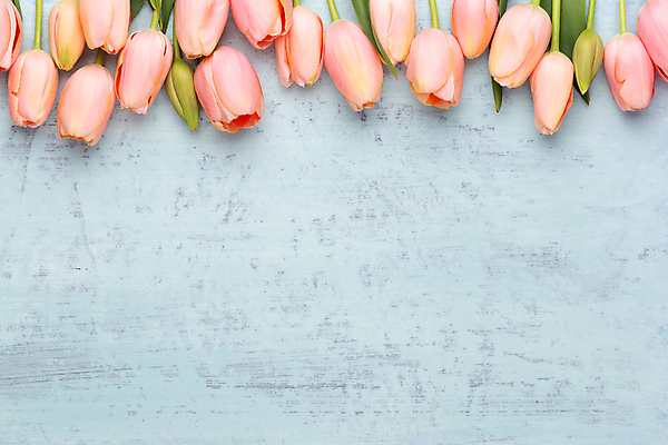 포토 JPG 해외이미지 여러송이 하늘색 실내 사람없음 튤립 카피스페이스 해외포토 꽃 다수 내부 파란색 공백 파일형식 이미지허브