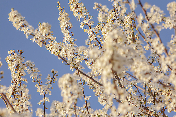 포토 JPG 해외이미지 주간 자연 사람없음 야외 봄 소프트포커스 매화 해외포토 자연요소 계절 꽃 촬영기법 생태계 파일형식 이미지허브