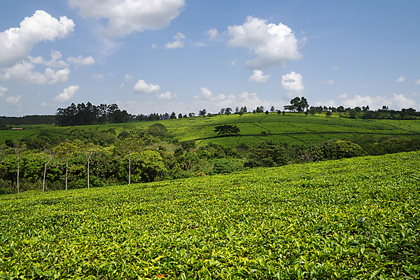 포토 JPG 해외이미지 식물 여행 밭 농업 아프리카 자연 하늘 산 파노라마 사람없음 야외 관광지 환경 계곡 트래킹 하이킹 시골 언덕 생태계 내추럴 밭일 우간다 산맥 해외포토 나라 산업 레저 촬영기법 파일형식 이미지허브