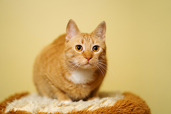 포토 JPG 해외이미지 한마리 응시 실내 방석 사람없음 아웃포커스 귀여움 고양이 노란배경 해외포토 1 시선 백그라운드 컨셉 포유류 촬영기법 내부 반려동물 노란색 파일형식 이미지허브