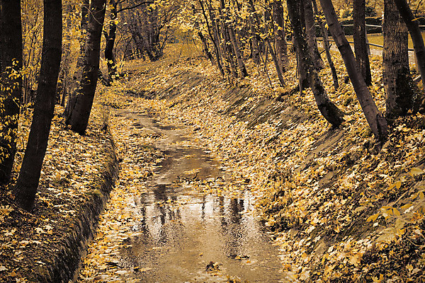 포토 JPG 해외이미지 나무 식물 계절 공원 여행 단풍 잎 겨울 오렌지 자연 사람없음 야외 물 빛 강 컬러풀 햇빛 갈색 노란색 환경 산책 활발 추위 개울 숲 11월 10월 내추럴 삼림지대 옛날 해외포토 자연요소 공공시설 컬러 컨셉 과일 휴식 태양 날짜 생태계 파일형식 이미지허브