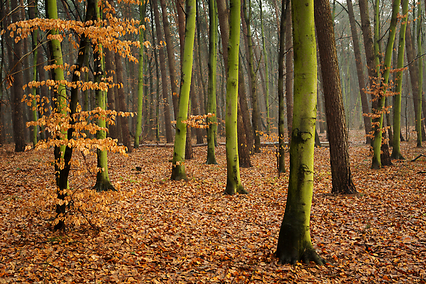 포토 JPG 해외이미지 나무 식물 계절 공원 백그라운드 낙엽 잎 오렌지 자연 아침 요정 사람없음 야외 목재 초록색 갈색 안개 나뭇가지 황금 떨어짐 숲 신비 무서움 삼림지대 해외포토 주간 공공시설 감정 컬러 컨셉 과일 재료 날씨 생태계 파일형식 이미지허브