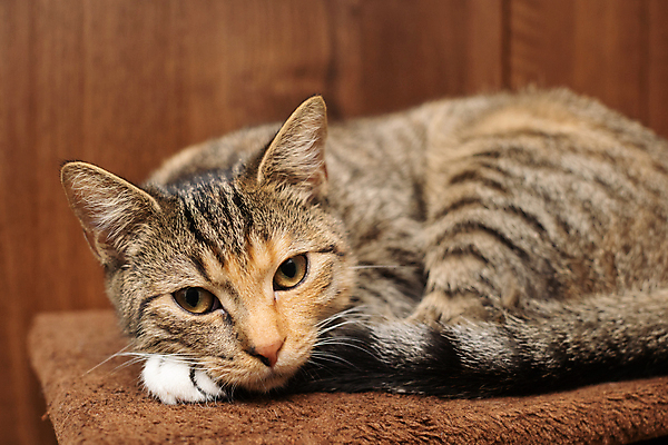 포토 JPG 해외이미지 한마리 응시 실내 사람없음 아웃포커스 귀여움 고양이 나무배경 해외포토 1 시선 백그라운드 컨셉 포유류 촬영기법 내부 반려동물 파일형식 이미지허브
