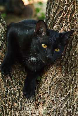 포토 JPG 해외이미지 주간 나무 한마리 응시 사람없음 야외 아웃포커스 귀여움 고양이 길고양이 해외포토 자연요소 식물 1 시선 컨셉 포유류 촬영기법 반려동물 파일형식 이미지허브