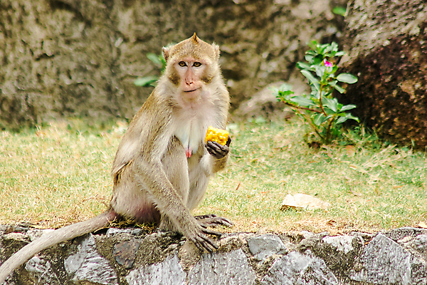 포토 JPG 해외이미지 동물 척추동물 손 응시 여자 무기 얼굴 야생동물 포즈 잎 돈 신체 포유류 자연 휴식 생물 털 바나나 동물원 앉기 사람없음 가로 청춘 컬러풀 환경 활발 원숭이 표현 입 진화 강아지 작음 먹기 사파리 피부 꼬리 유인원 이국적 해외포토 식물 시선 컬러 컨셉 과일 모션 사람 신체부위 반려동물 재산 개 크기 소방 생태계 파일형식 이미지허브