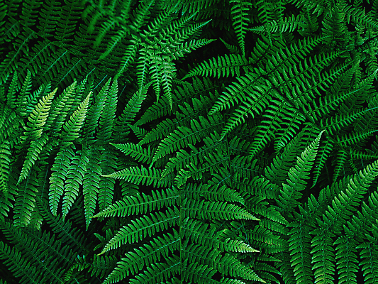 포토 JPG 해외이미지 나무 식물 계절 공원 줄기 백그라운드 잎 패턴 자연 사람없음 장식 초록색 햇빛 뷰티 환경 정원 어둠 봄 촉촉함 성장 나뭇가지 신선 숲 열대우림 질감 생물학 내추럴 양치류 그리너리 해외포토 공공시설 교육 컬러 무늬 태양 젖음 생태계 파일형식 트랜드컬러 이미지허브