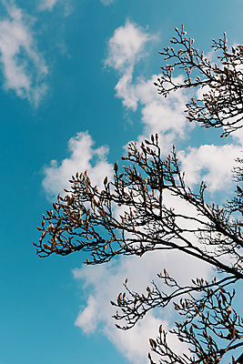 포토 JPG 해외이미지 나무 식물 계절 공원 꽃잎 꽃 분홍색 백그라운드 꽃무늬 자연 벽지 하늘 사람없음 야외 장식 초록색 파란색 햇빛 태양 뷰티 정원 맑음 보라색 봄 성장 벚꽃 흰색 나뭇가지 신선 개화 큼 4월 다발 관목 원예 목련 내추럴 강렬 해외포토 자연요소 공공시설 컬러 무늬 날씨 취미 날짜 크기 생태계 파일형식 이미지허브