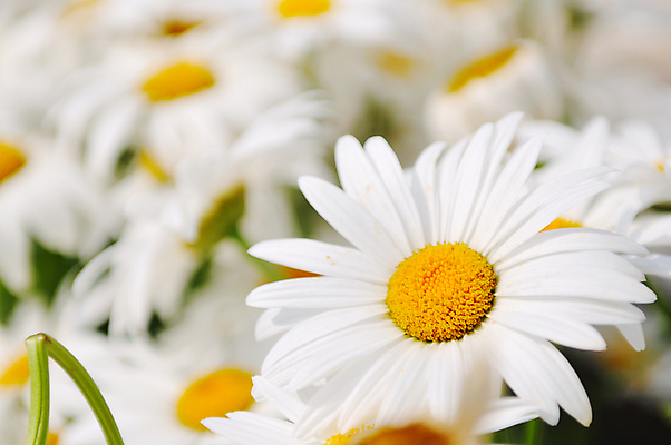 포토 JPG 해외이미지 주간 자연 근접촬영 사람없음 야외 아웃포커스 봄 데이지 해외포토 자연요소 계절 꽃 뷰포인트 촬영기법 생태계 파일형식 이미지허브