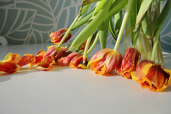 포토 JPG 해외이미지 여러송이 실내 사람없음 튤립 시들음 해외포토 꽃 다수 내부 파일형식 이미지허브