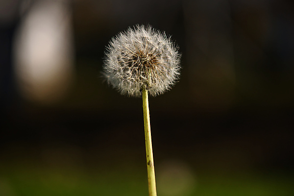 포토 JPG 해외이미지 식물 꽃잎 꽃 백그라운드 꽃무늬 자연 하늘 따뜻함 씨앗 사람없음 빛 들꽃 벚꽃 민들레 불기 묘사 솜털 시들음 세대 해외포토 무늬 모션 생태계 파일형식 이미지허브
