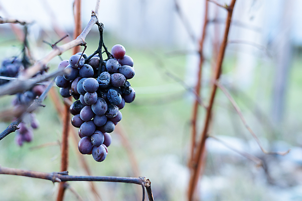 포토 JPG 해외이미지 열매 겨울 농업 포도 주택 사람없음 빨간색 경제 파란색 수확 달콤 질병 원예 포도밭 돌봄 썩음 양조 옛날 적자 해외포토 식물 계절 산업 컬러 밭 과일 의학 모션 취미 건물 맛 파일형식 이미지허브