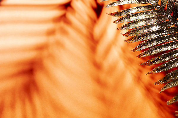 포토 JPG 해외이미지 나무 식물 디자인 실루엣 벽 백그라운드 잎 크리스마스 패턴 추상 숙이기 손바닥 그림자 사람없음 반사 낭만 황금 소프트포커스 블러 양치류 해외포토 손 기념일 포즈 컨셉 무늬 촬영기법 파일형식 이미지허브