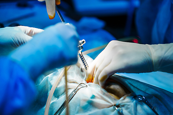 포토 JPG 해외이미지 동물 직업 여자 남자 장갑 건강 병원 관리 주사기 한명 사람 치료 반려동물 약 고양이 방 고통 장비 간호사 의사 액체 수술 칼 개 강아지 바느질 주사약 외과 수의사 순서 살균 해외포토 1 잡화 감정 포유류 의학 의료기기 의료진 파일형식 이미지허브