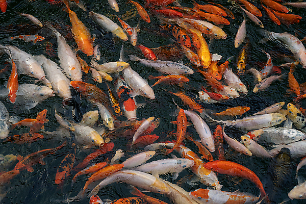 포토 JPG 해외이미지 동물 산업 아시아 문화 호수 야생동물 음식 백그라운드 농업 오렌지 비즈니스 자연 낚시 어류 동양인 사람없음 장식 빨간색 물 반려동물 강 컬러풀 뷰티 농장 노란색 정원 일본 검은색 수영 중국 흰색 연못 신선 황금 금붕어 상업 날것 새장 잉어 내추럴 밭일 해외포토 자연요소 나라 컬러 과일 레저 인종 수중동물 수상스포츠 생태계 케이지 파일형식 이미지허브