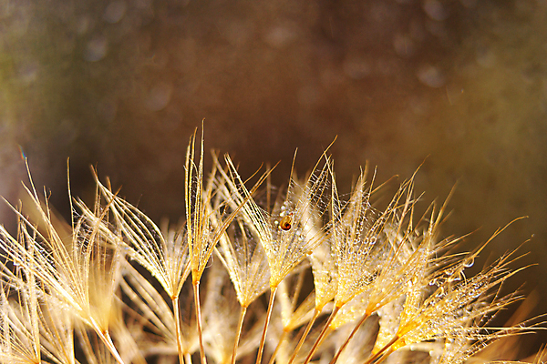 포토 JPG 해외이미지 식물 동물 1 꽃 야생동물 줄기 백그라운드 밭 자연 연체동물 나선형 사람없음 야외 초록색 노란색 머리 환경 정원 봄 껍질 해충 작음 민들레 허브 묘사 오르기 덮기 솜털 느림 기어가기 끈적임 해외포토 계절 컬러 무늬 농업 모션 무척추동물 신체부위 벌레 크기 생태계 파일형식 이미지허브