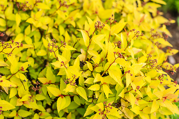 포토 JPG 해외이미지 계절 꽃 잎 오렌지 취미 사람없음 장식 노란색 정원 나뭇가지 관목 원예 화단 해외포토 나무 식물 컬러 과일 파일형식 이미지허브